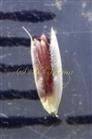 Floret of Pedicelled spikelet
